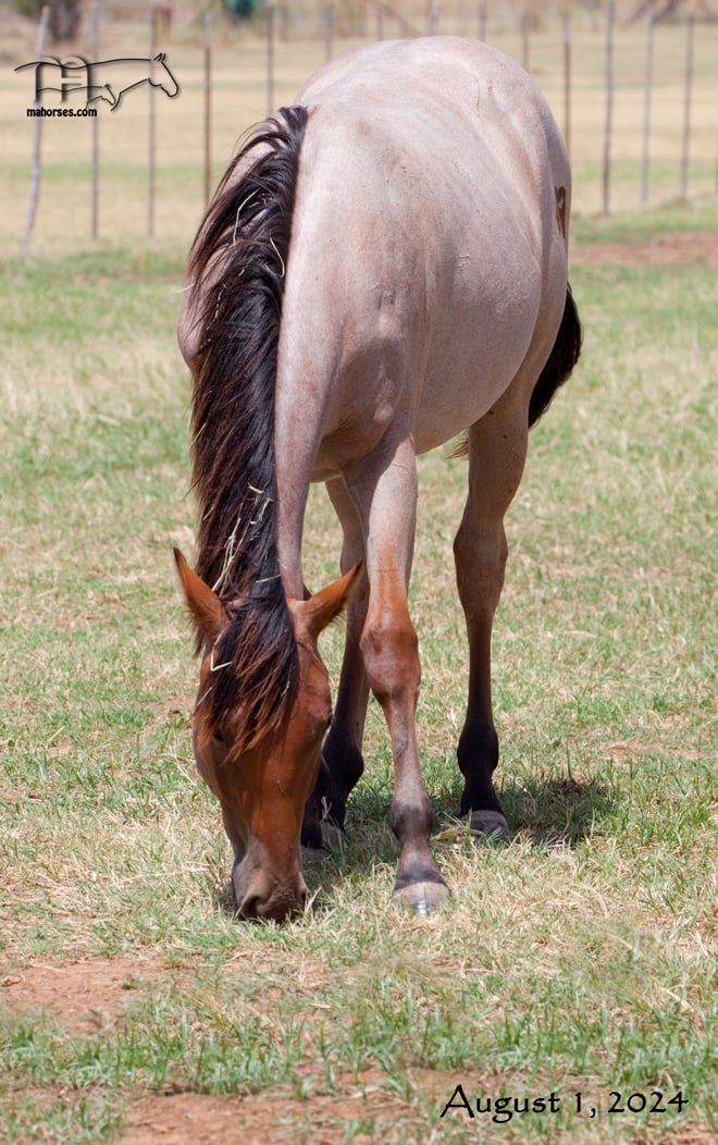 Redbones Speed MA's 2023 Bay Roan Filly